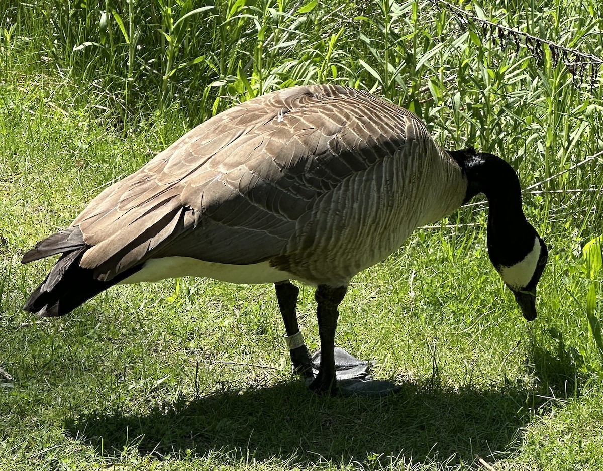 Canada Goose - ML618921950