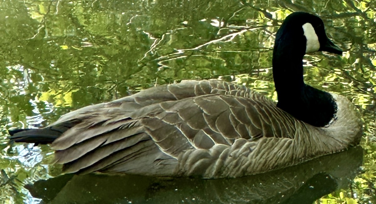 Canada Goose - Janet Paton