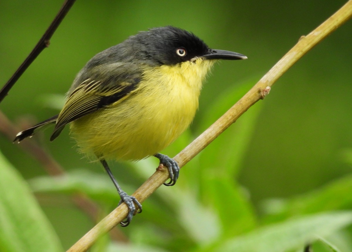 Common Tody-Flycatcher - Ledis Arango V.