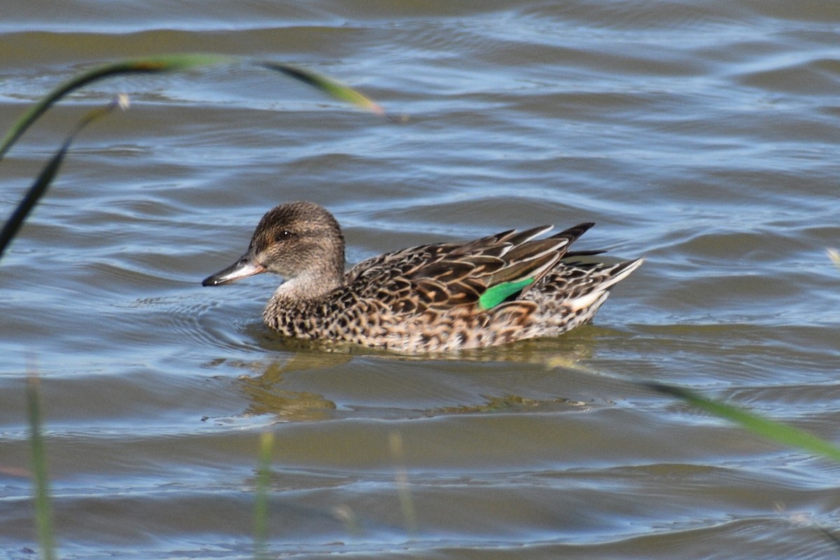 Green-winged Teal - ML618921958