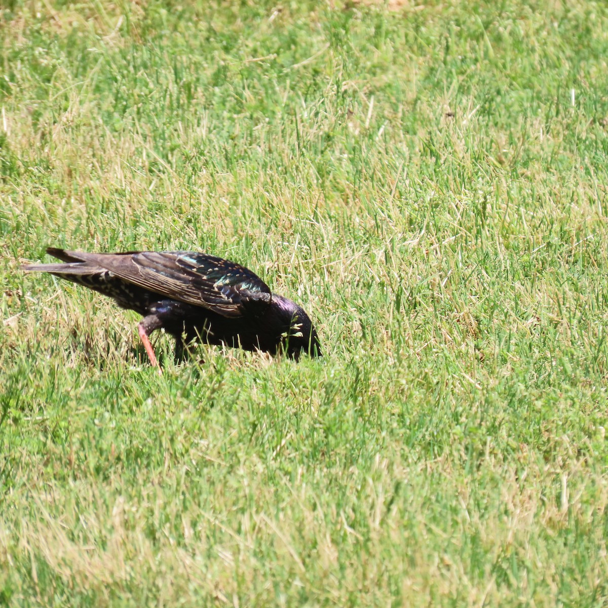 European Starling - ML618921967