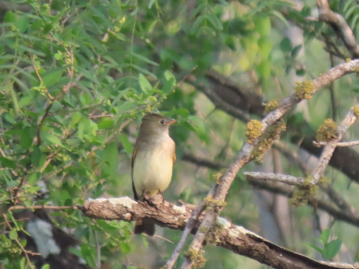 Alder/Willow Flycatcher (Traill's Flycatcher) - ML618921968