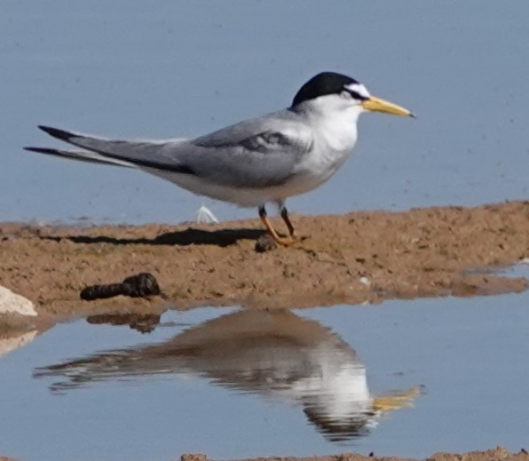 Least Tern - ML618921971