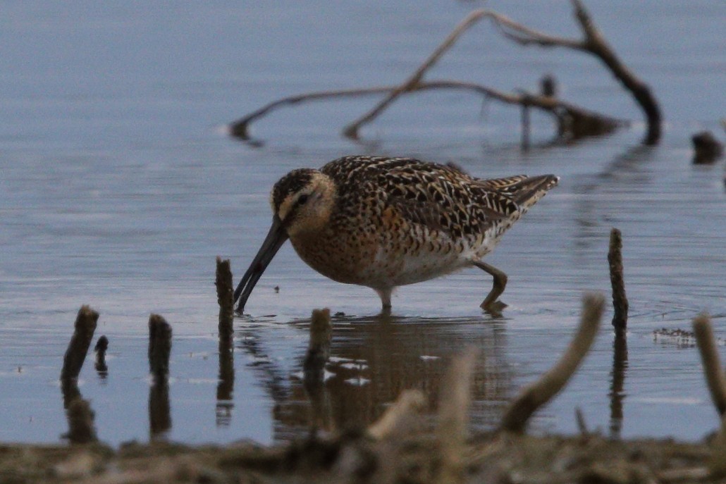 Short-billed Dowitcher - ML618921988