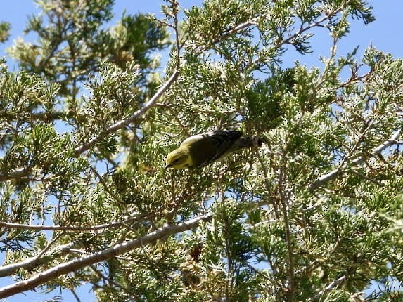 Black-throated Green Warbler - ML618921989