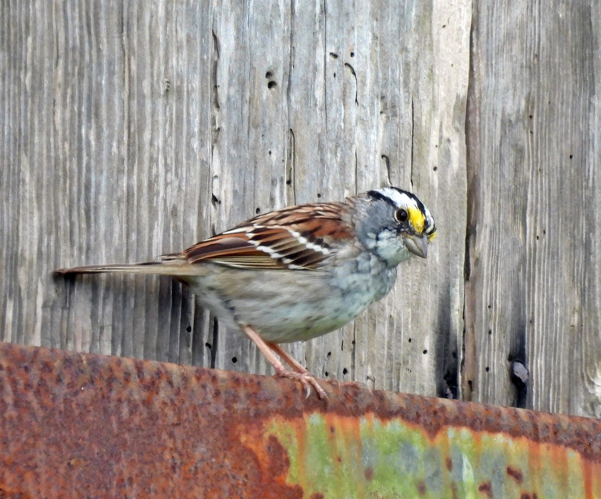 White-throated Sparrow - Ken Burton
