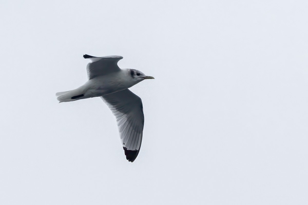 Mouette tridactyle - ML618922019