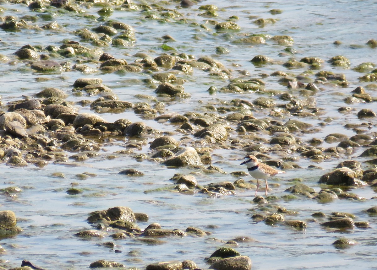 Semipalmated Plover - Karen Rose