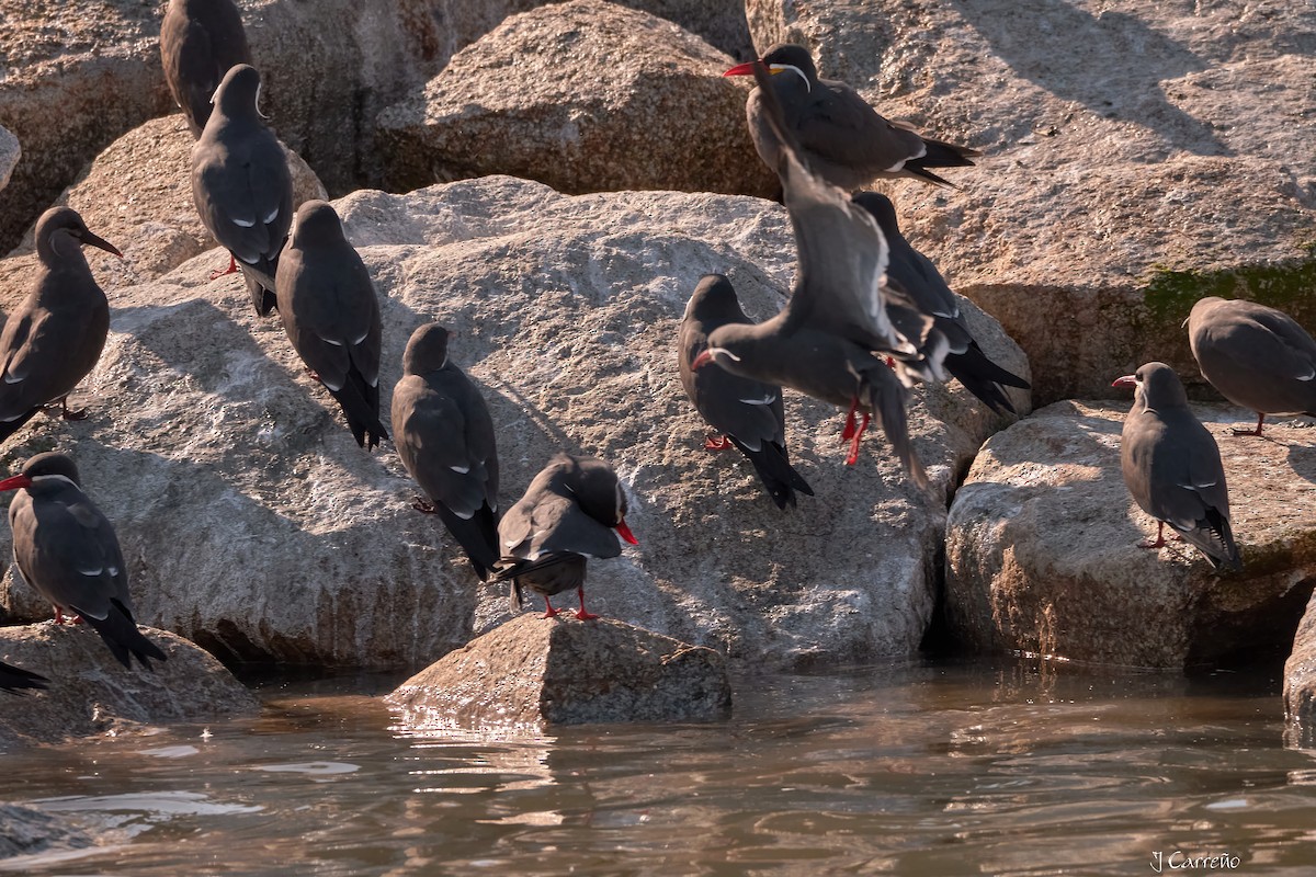 Inca Tern - Juan Carlos Carreño Rojas