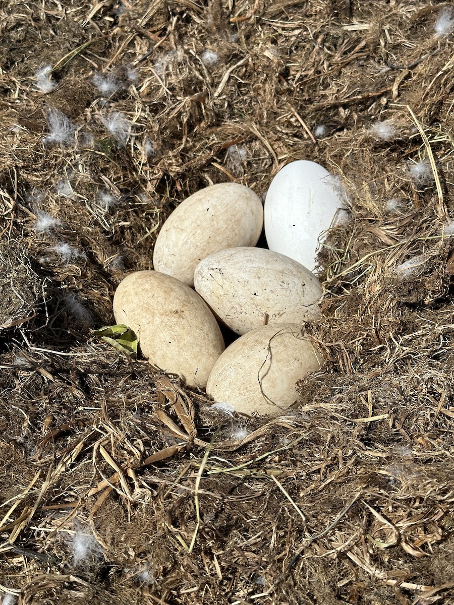 Trumpeter Swan - ML618922037