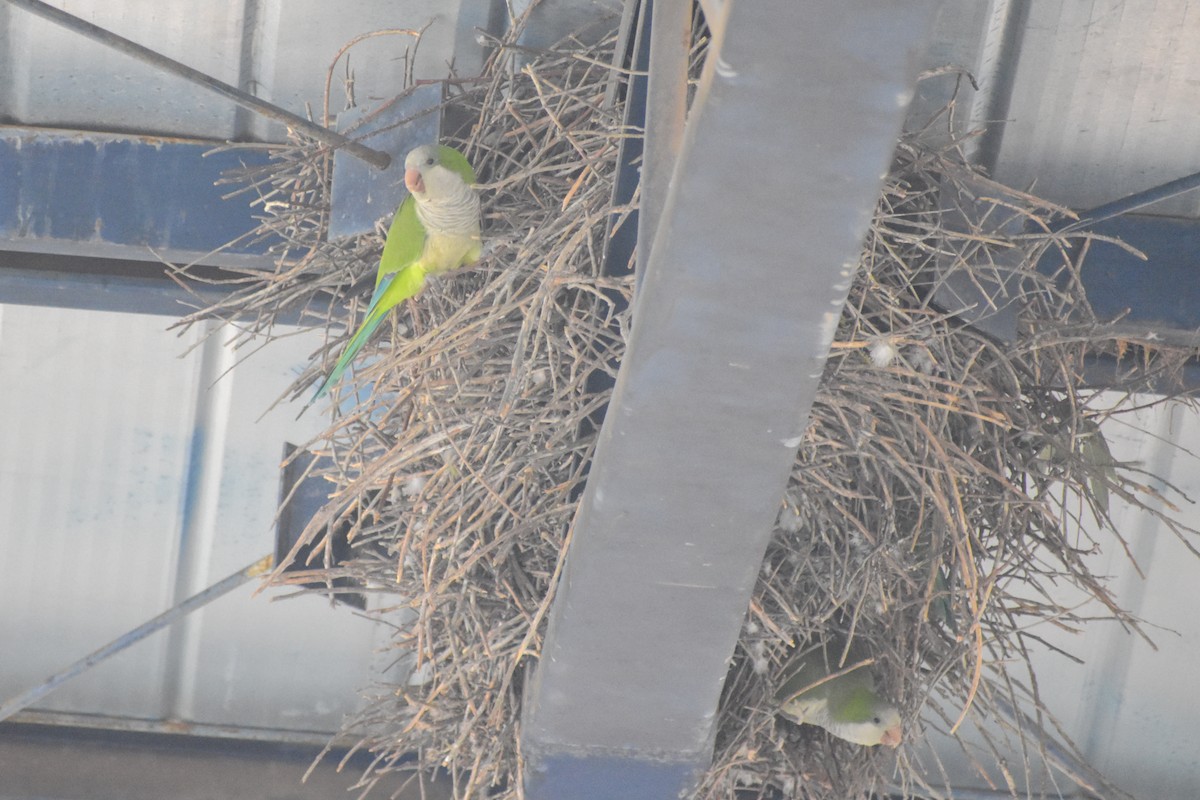 Monk Parakeet - Víctor Hugo Sarabia Sánchez