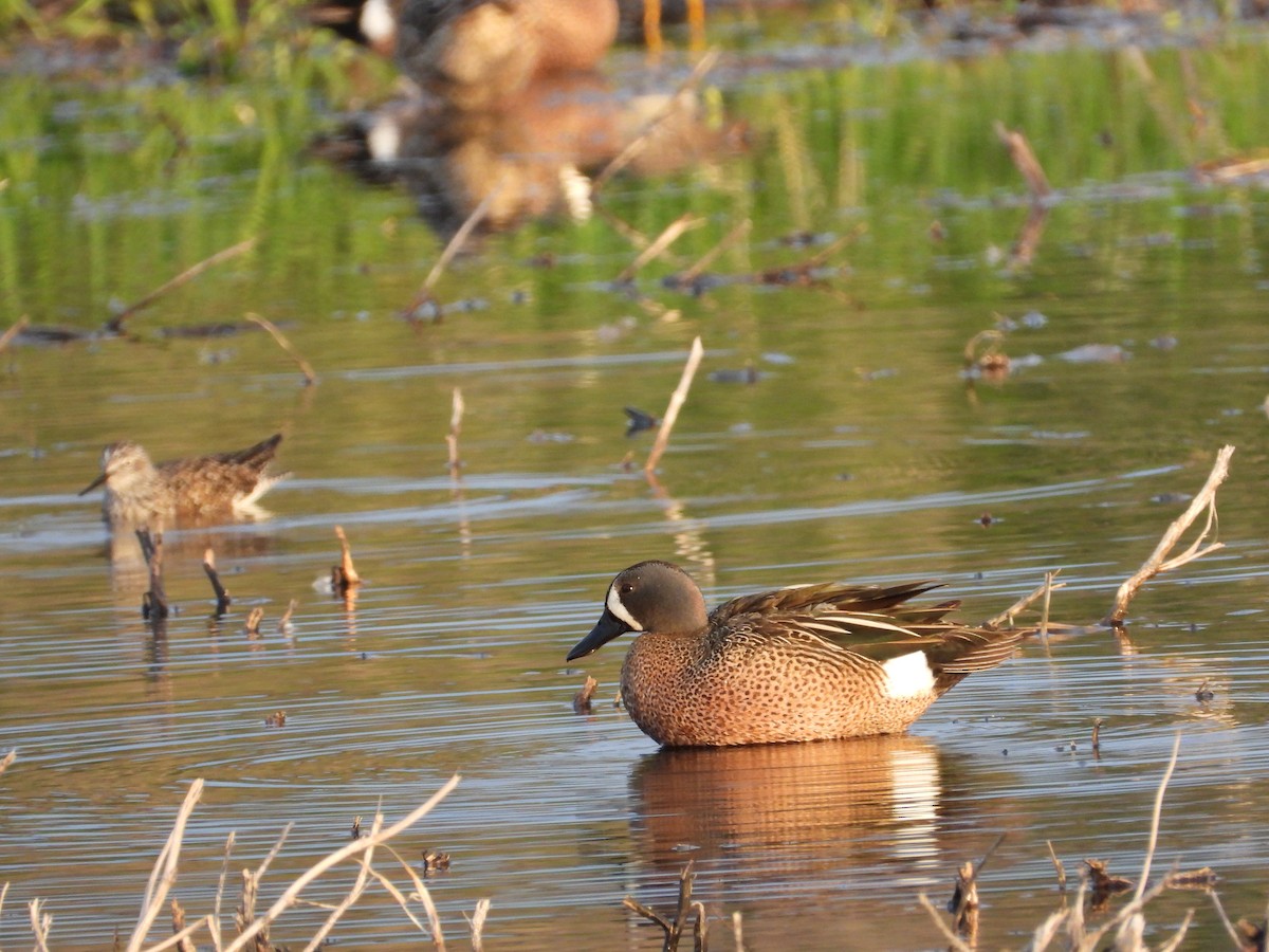 Blue-winged Teal - Daniel Raleigh