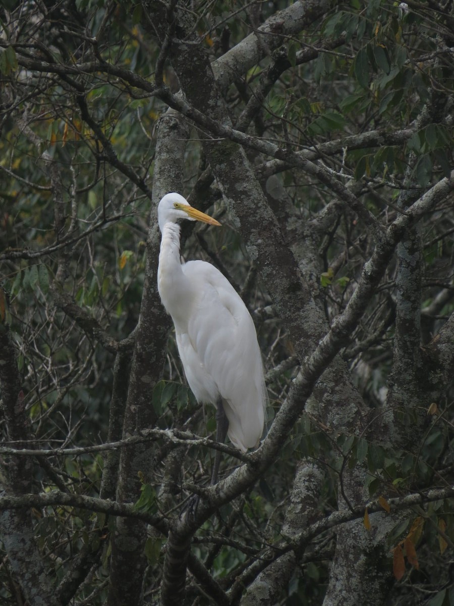 Great Egret - Gabriel V Leite