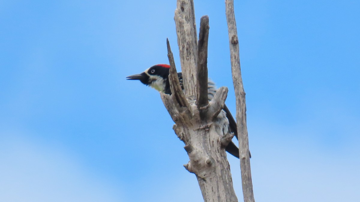 Acorn Woodpecker - Merri R