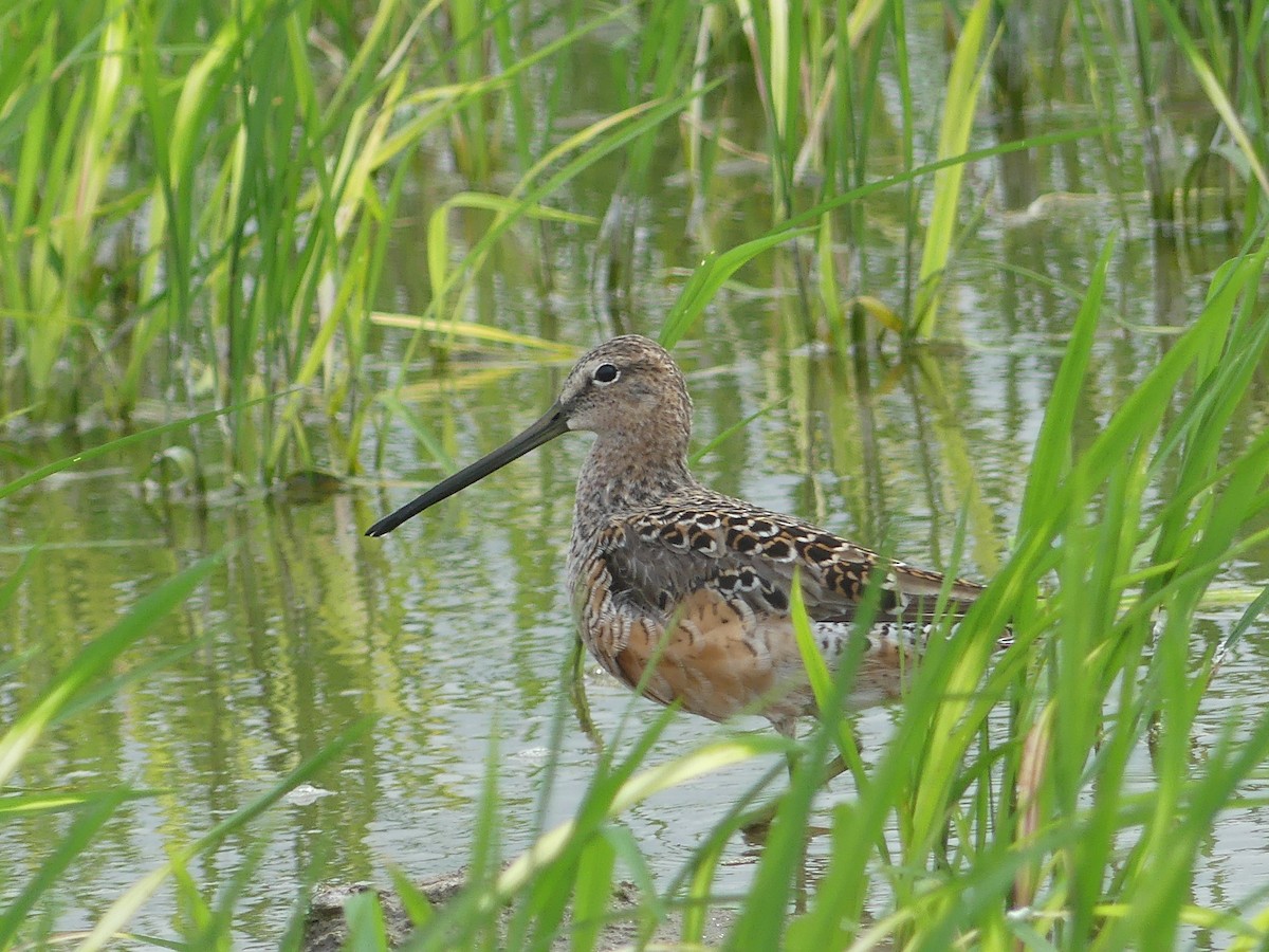 Long-billed Dowitcher - ML618922057