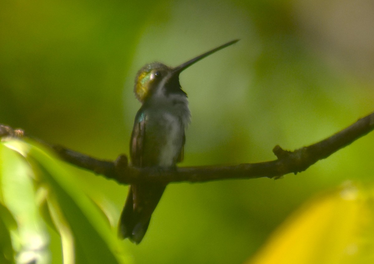 Plain-capped Starthroat - Rodolfo Dodero