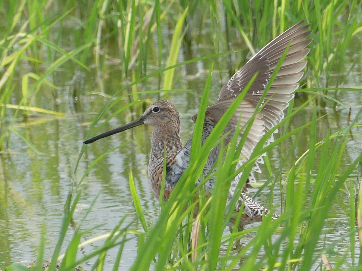 Long-billed Dowitcher - ML618922071