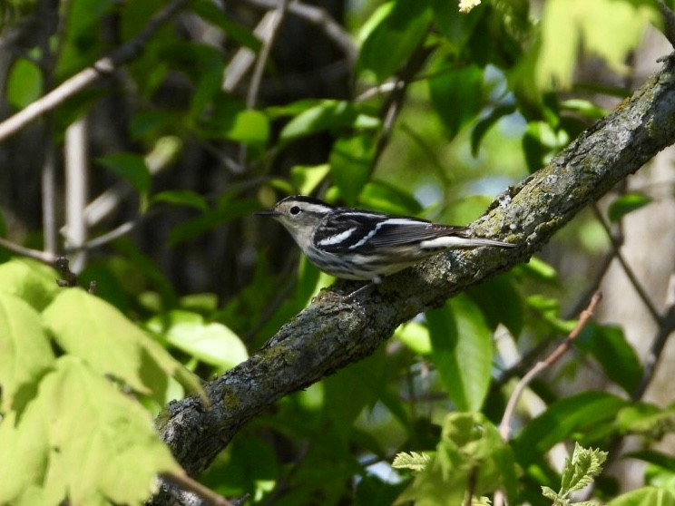 Black-and-white Warbler - ML618922073