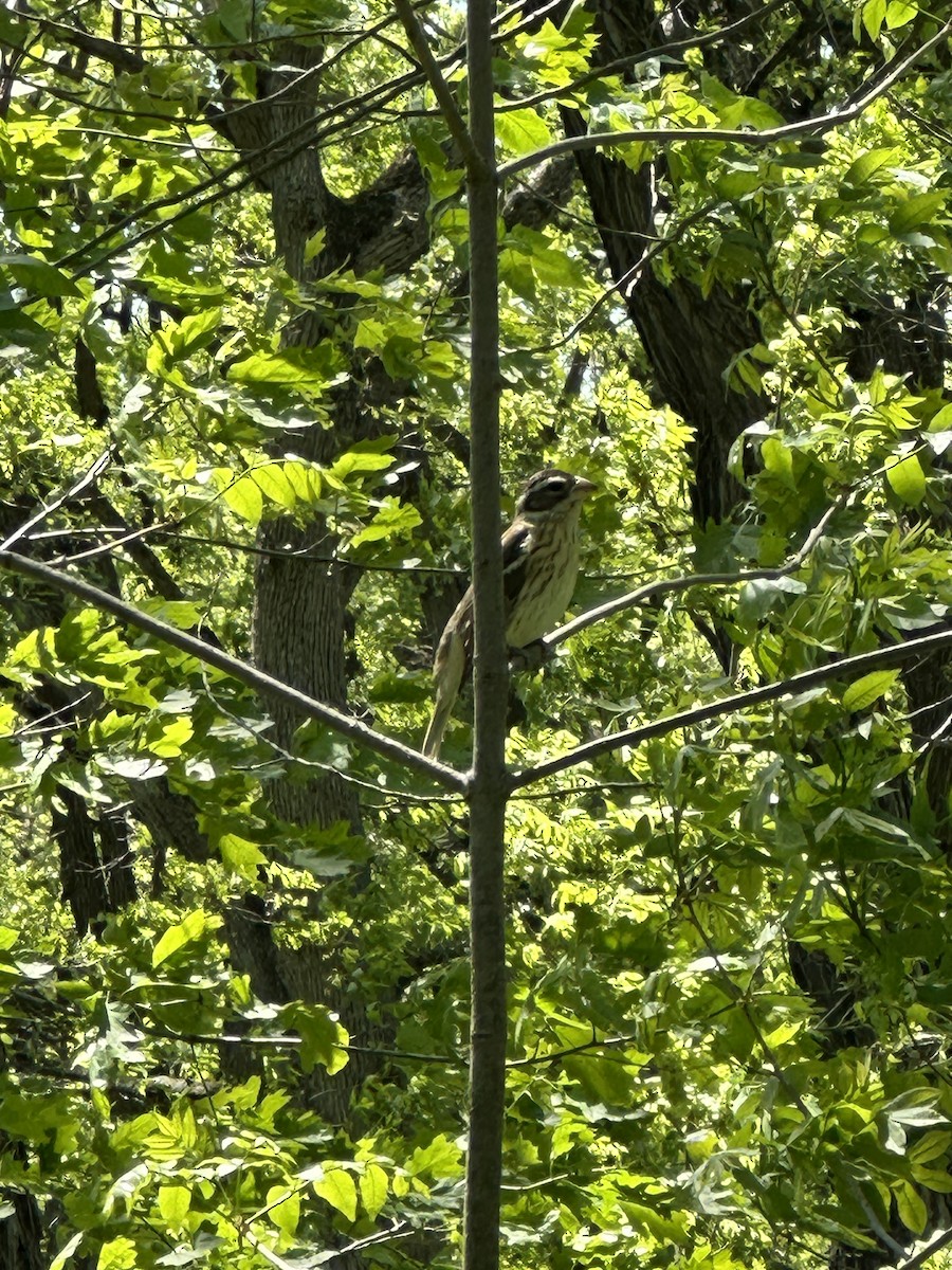 Rose-breasted Grosbeak - ML618922080