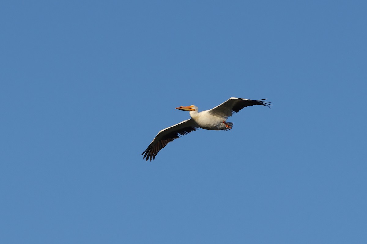pelikán severoamerický - ML618922083