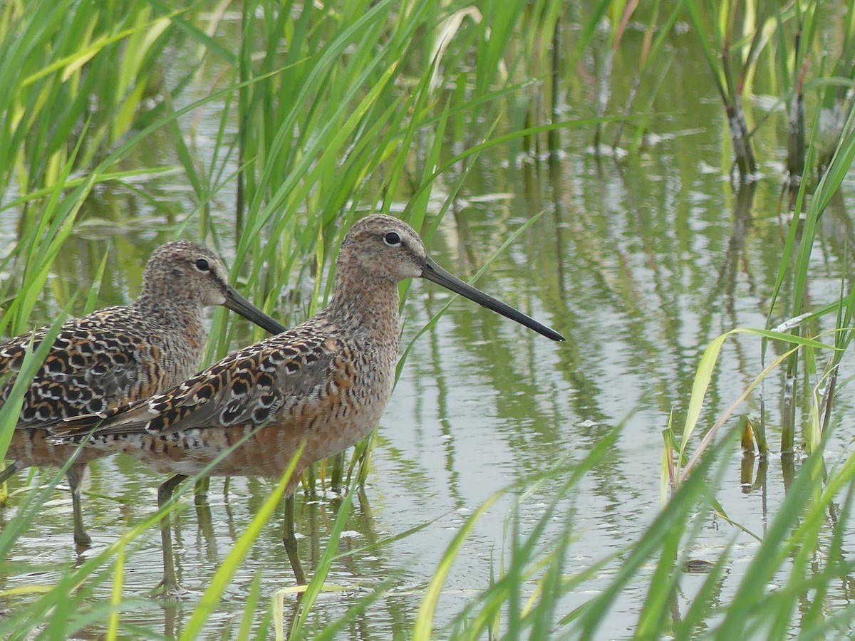 Long-billed Dowitcher - ML618922095