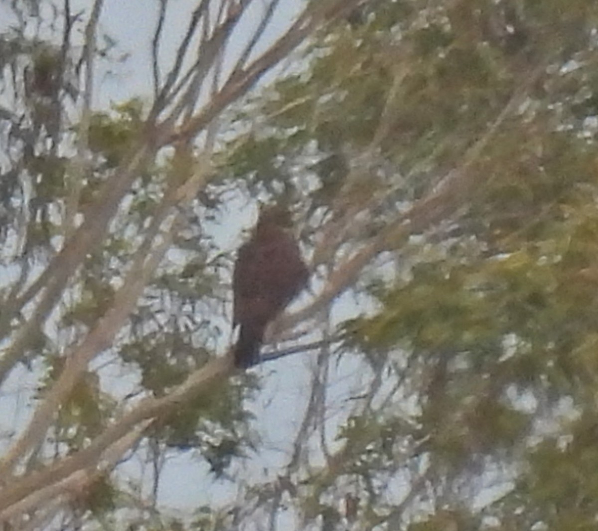 Swainson's Hawk - ML618922110