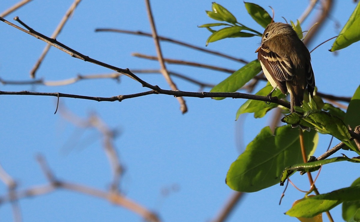 Least Flycatcher - Rob Bielawski