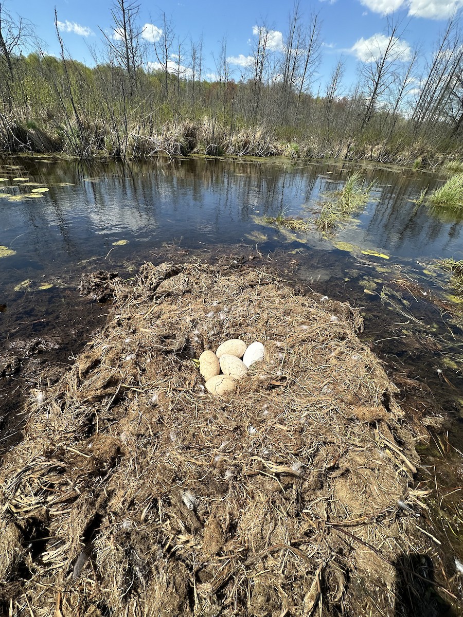 Trumpeter Swan - ML618922125