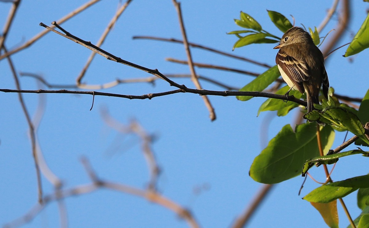 Least Flycatcher - Rob Bielawski