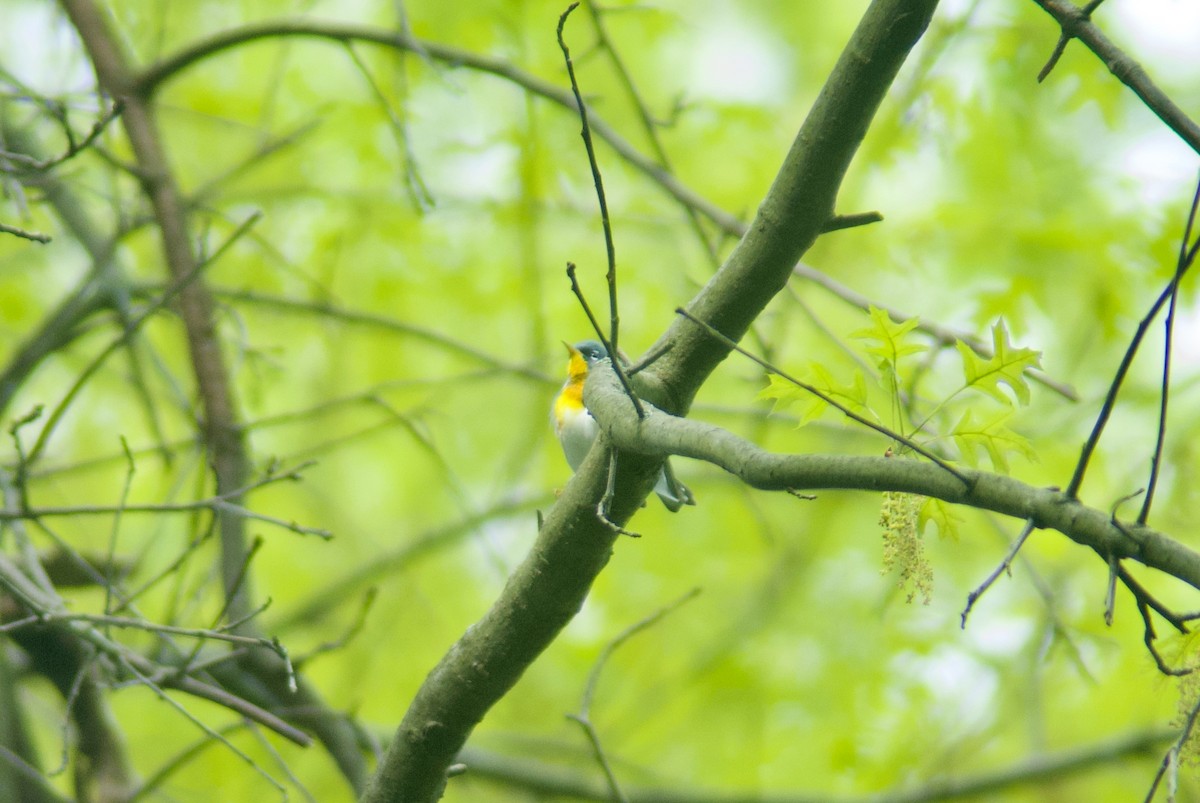 Northern Parula - ML618922128