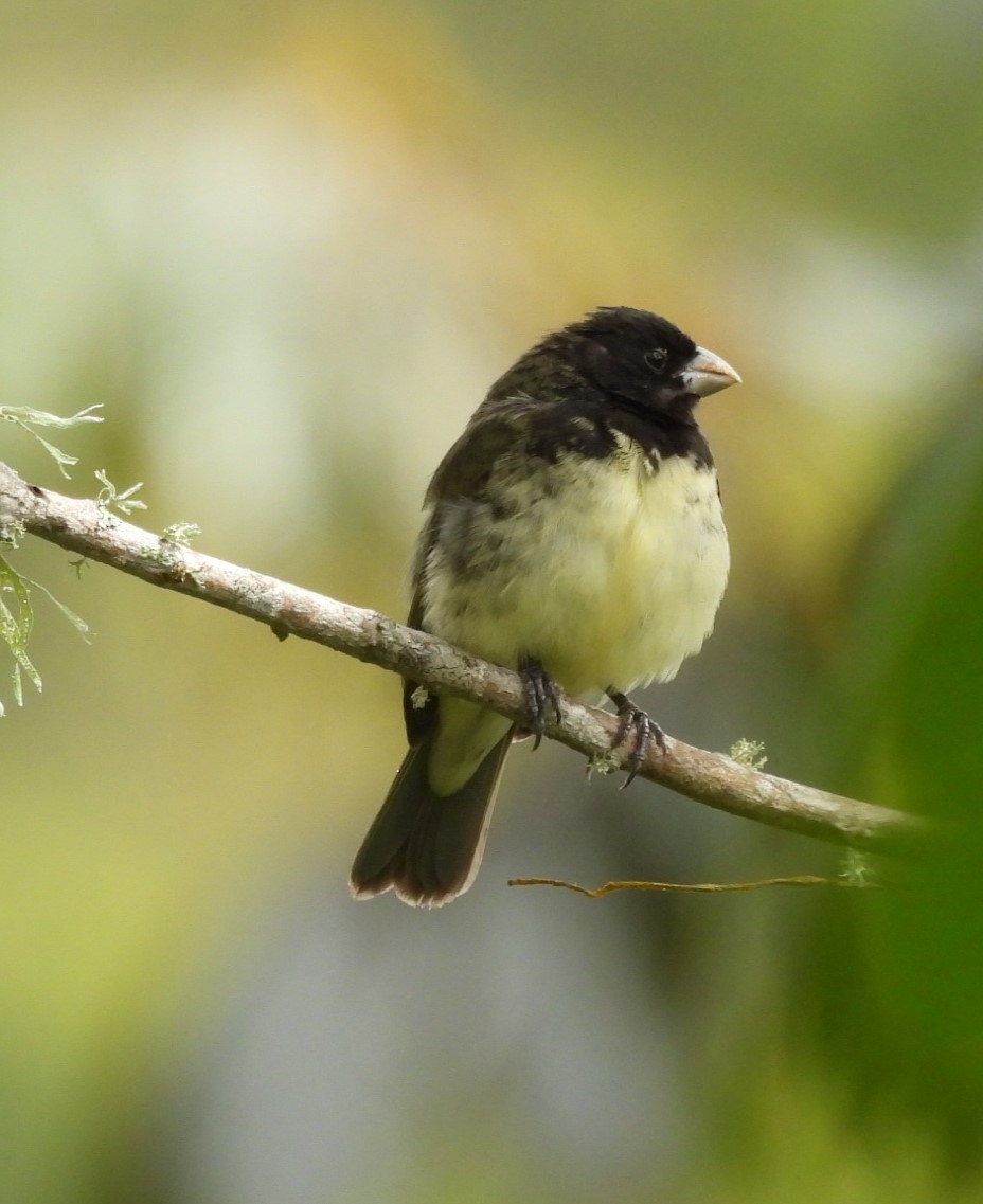 Yellow-bellied Seedeater - Ledis Arango V.