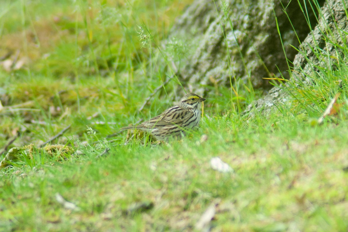 Savannah Sparrow - Jasper Weinberg