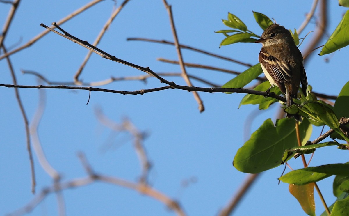 Least Flycatcher - Rob Bielawski