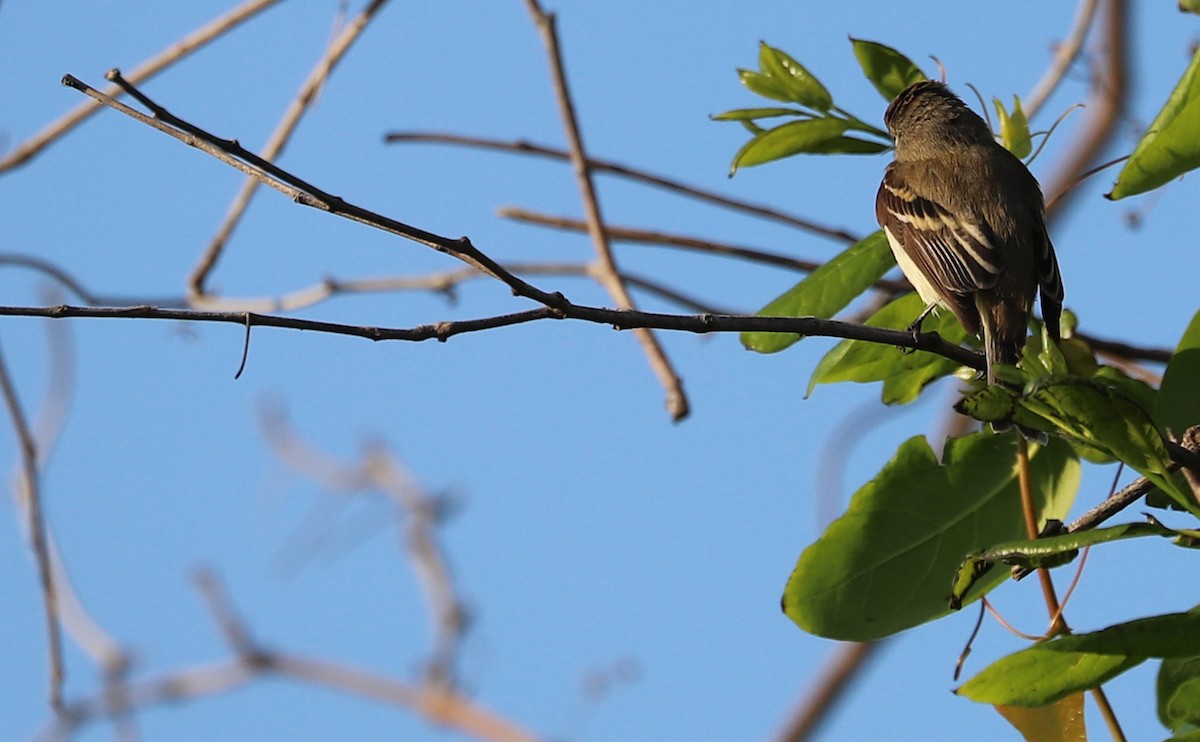 Least Flycatcher - Rob Bielawski