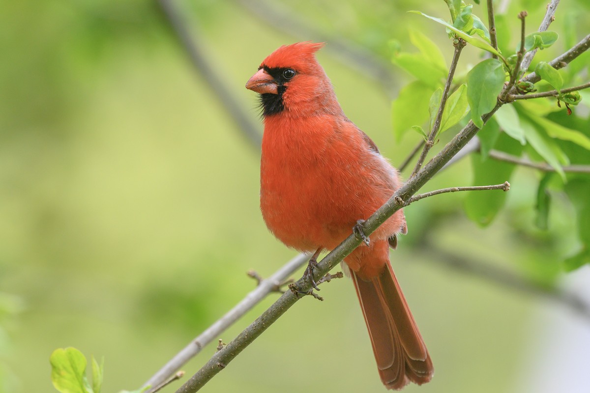 Cardinal rouge - ML618922159