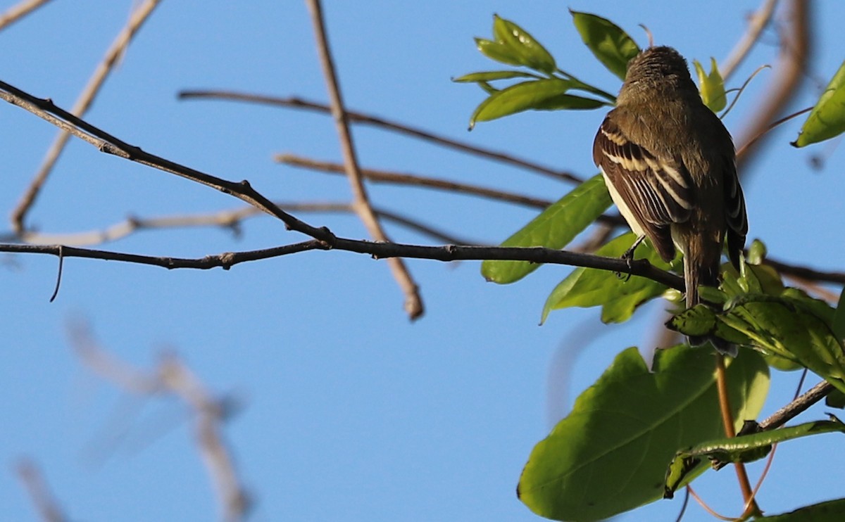 Least Flycatcher - Rob Bielawski