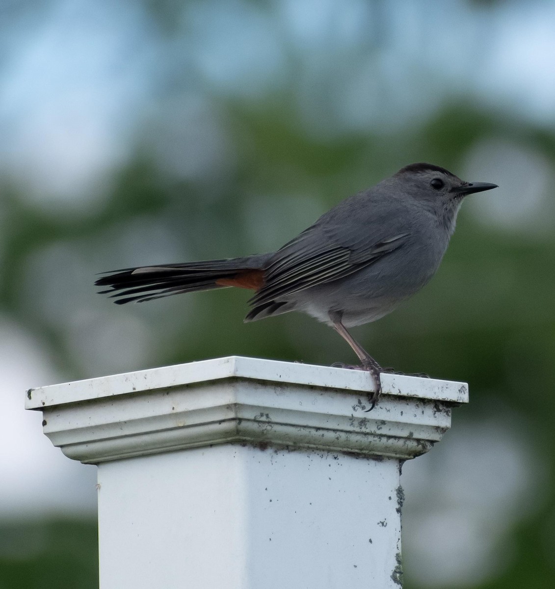 Gray Catbird - Randall Nett