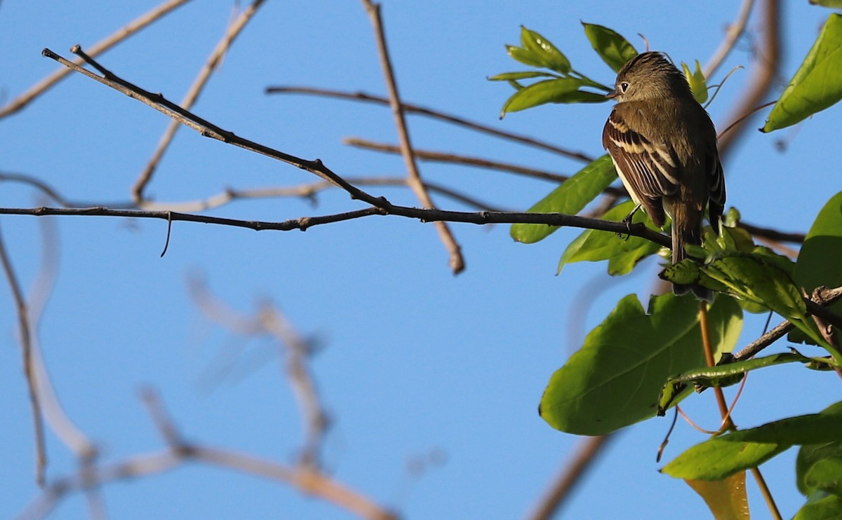 Moucherolle tchébec - ML618922171