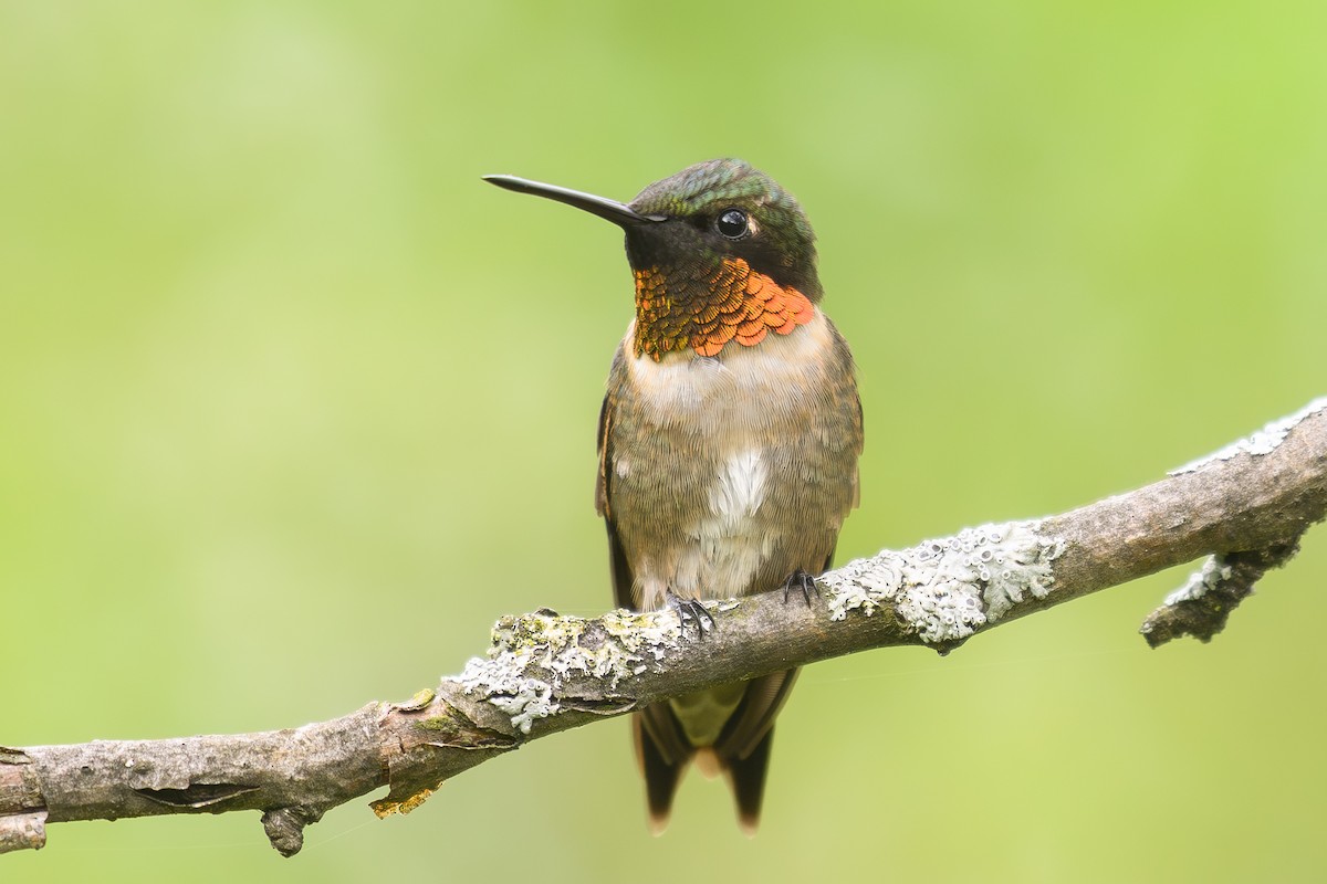 Ruby-throated Hummingbird - Etienne Artigau🦩
