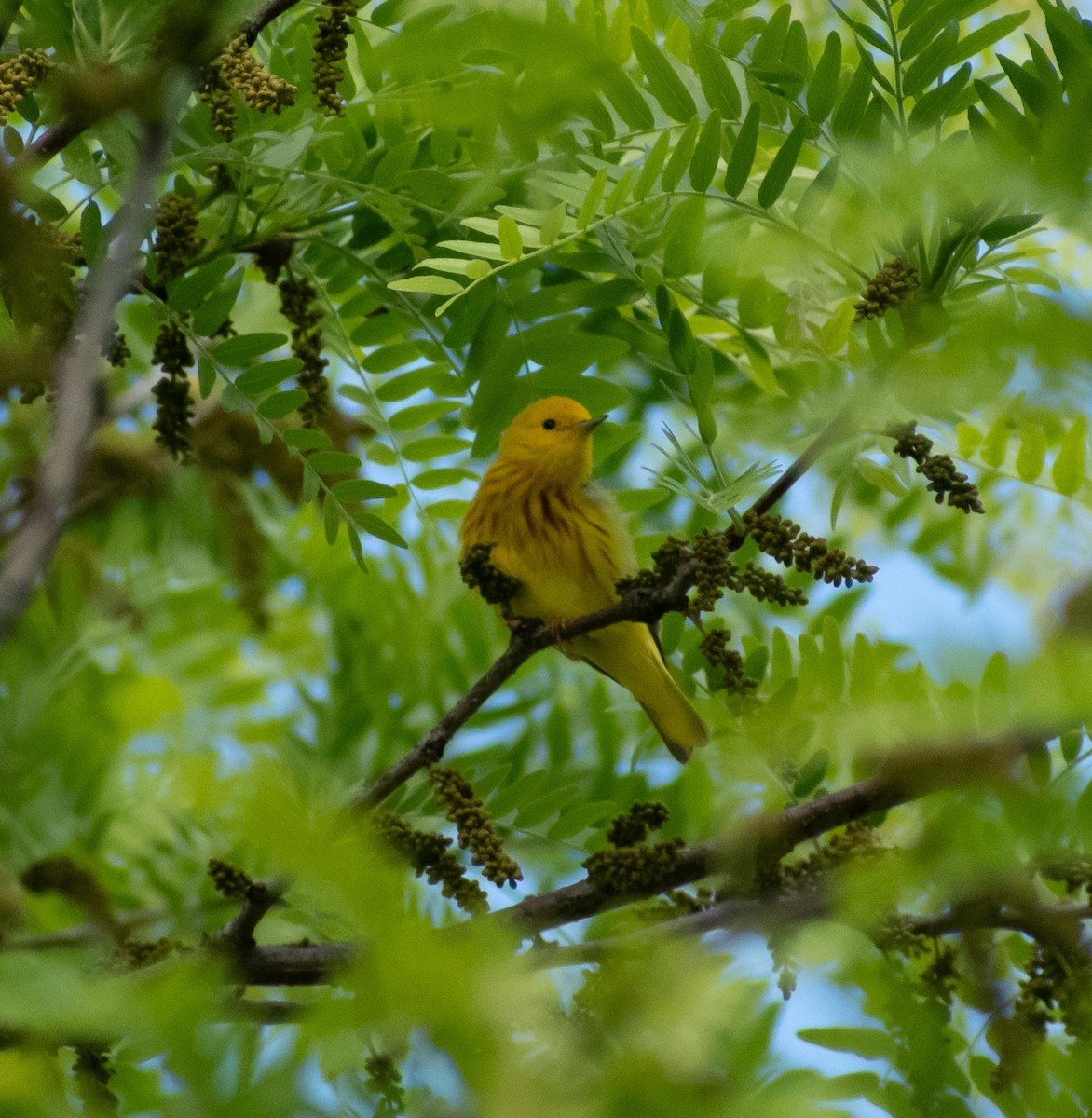 Yellow Warbler - Randall Nett