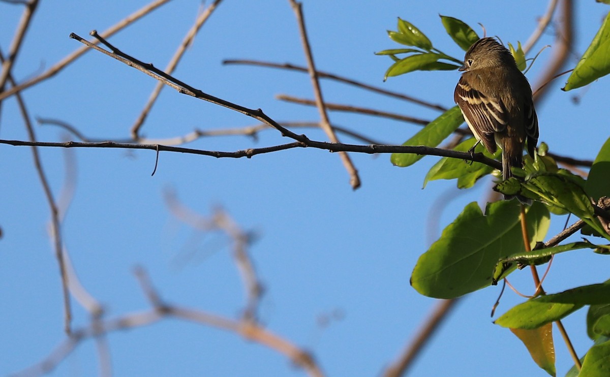 Least Flycatcher - Rob Bielawski