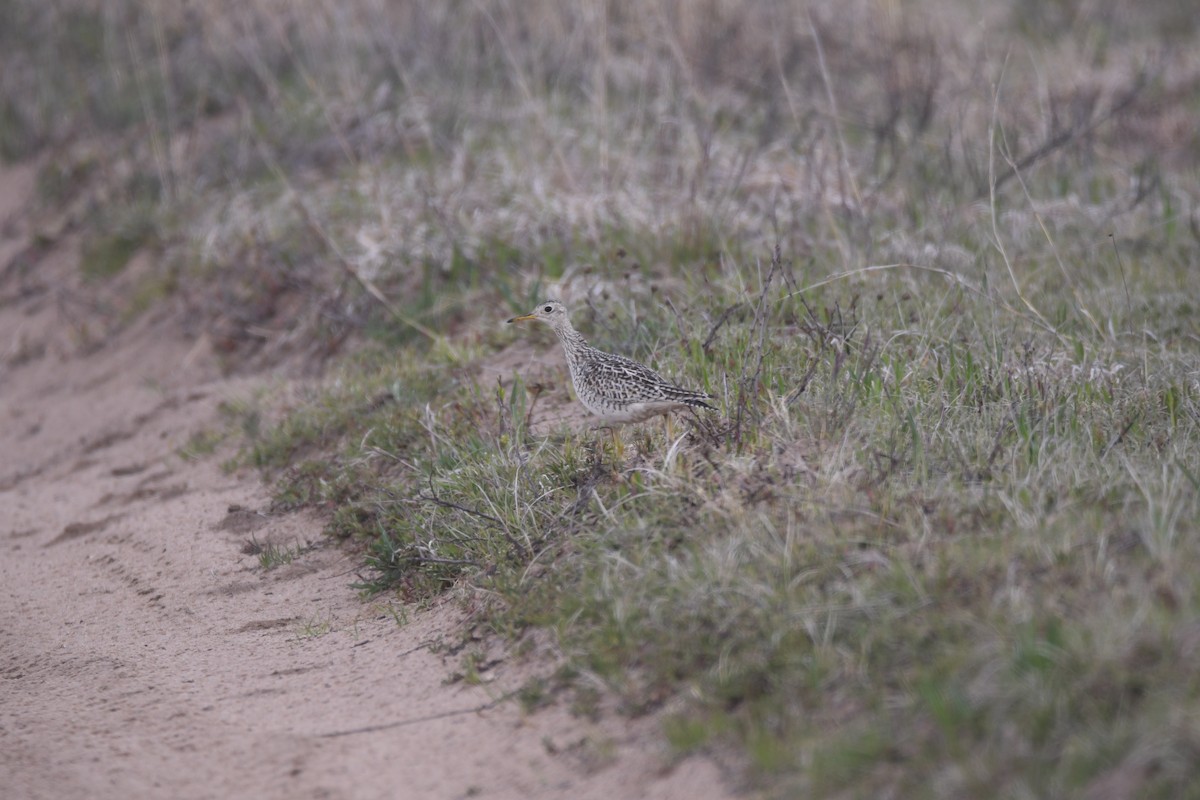 Upland Sandpiper - Ryne Rutherford