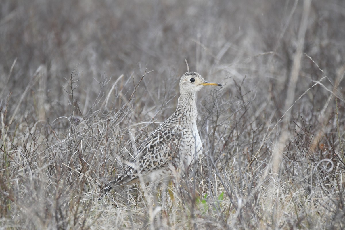 Upland Sandpiper - Ryne Rutherford