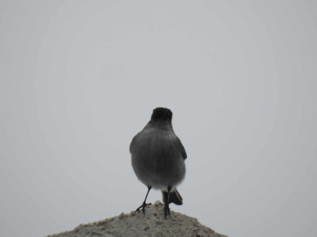 Dark-faced Ground-Tyrant - adriana centeno