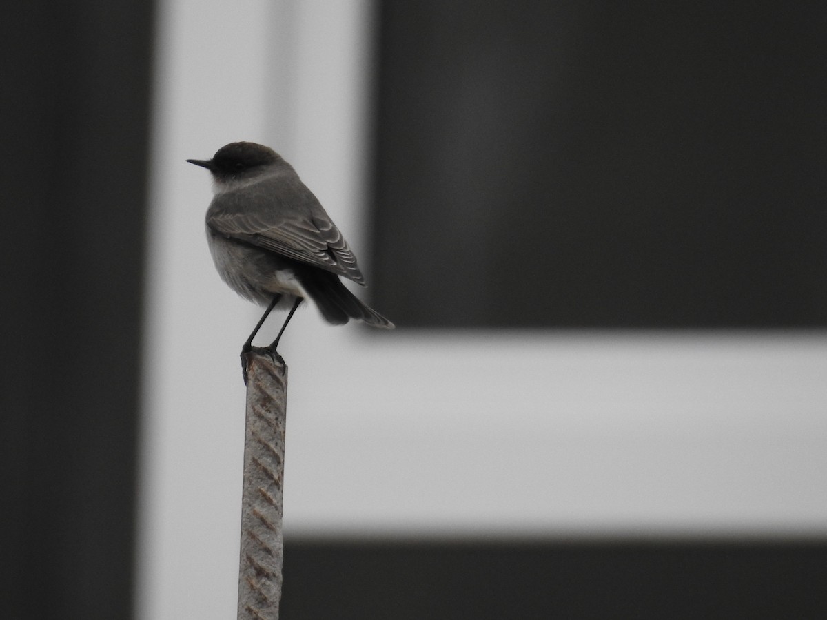 Dark-faced Ground-Tyrant - adriana centeno