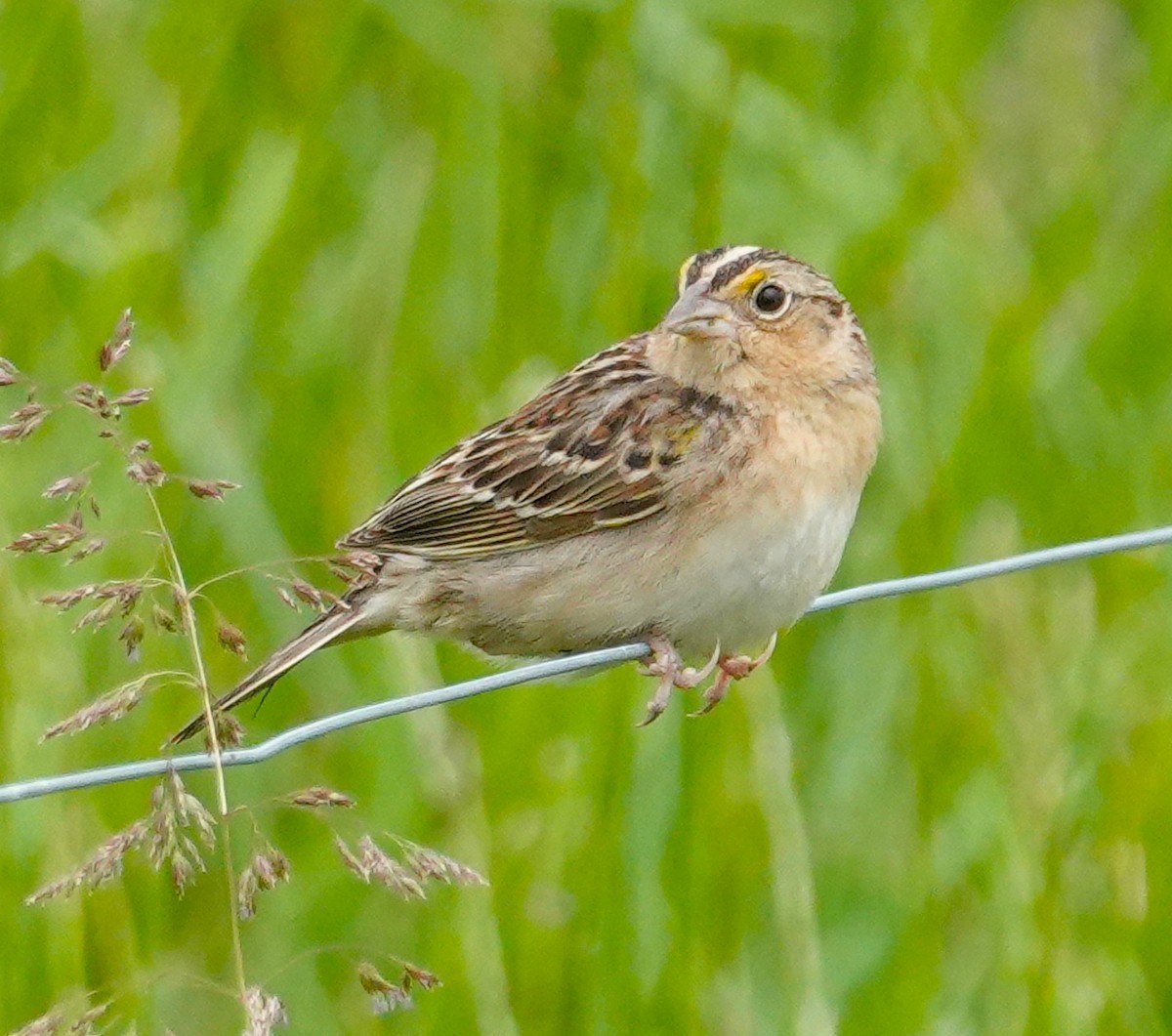 Grasshopper Sparrow - Brian Lineaweaver