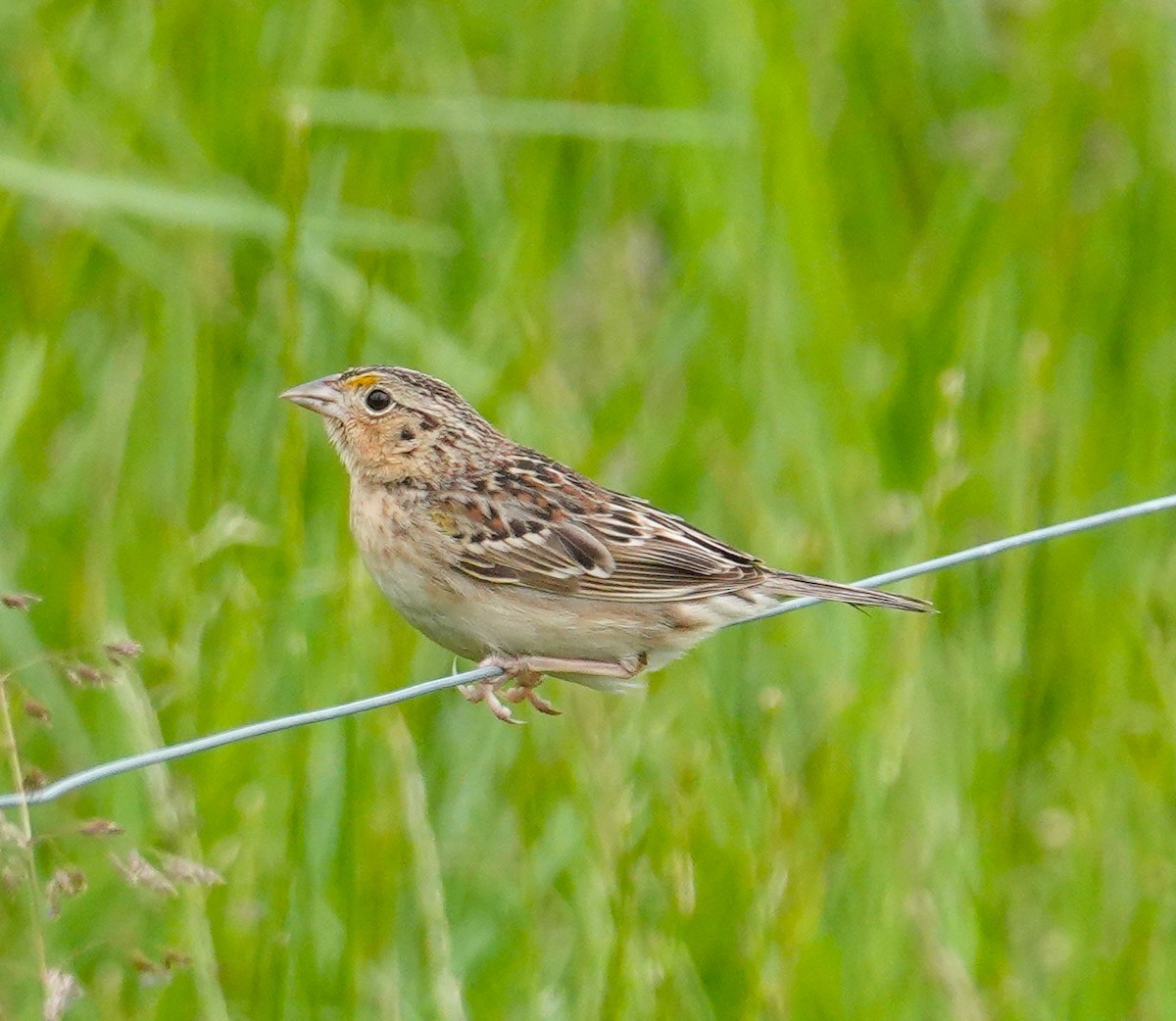 Grasshopper Sparrow - Brian Lineaweaver