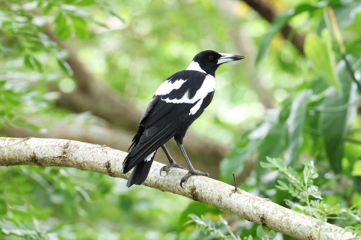 Australian Magpie - ML618922206