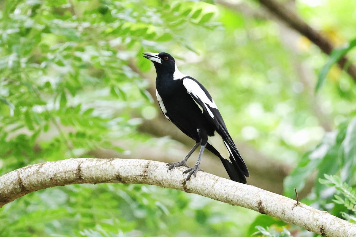 Australian Magpie - ML618922207