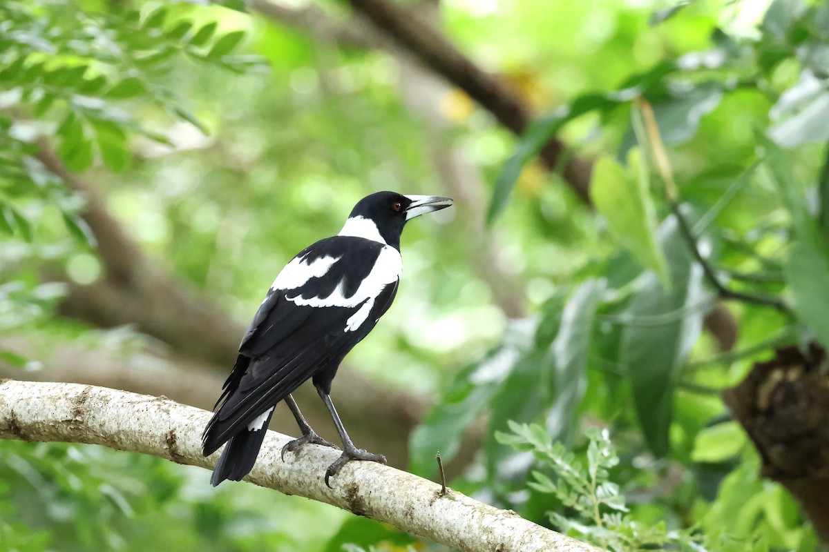 Australian Magpie - ML618922208